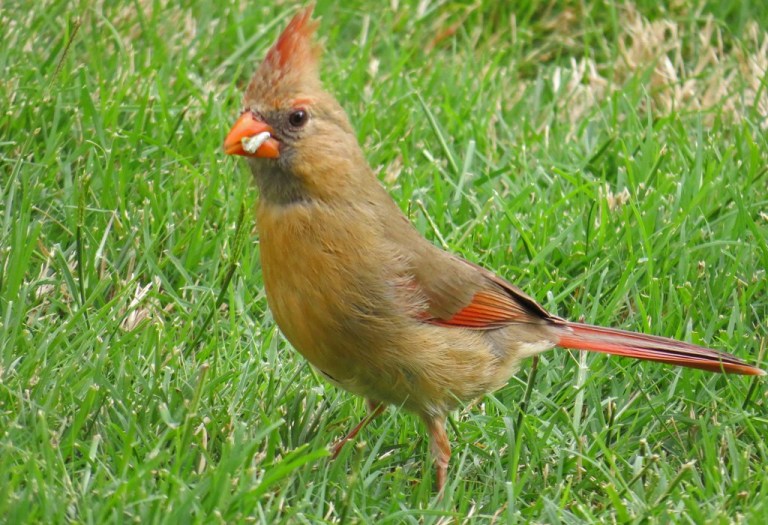 cardinal2