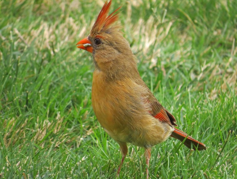 cardinal3