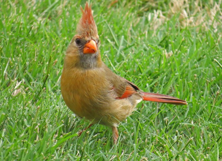 cardinal4