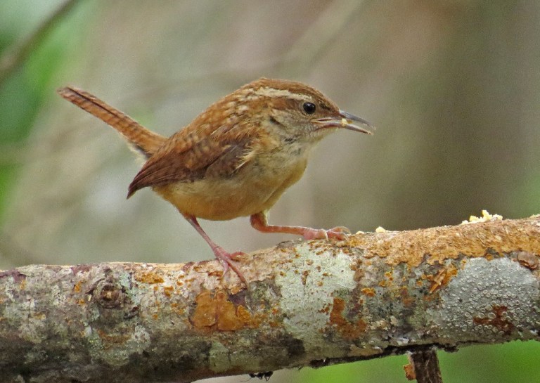 carolinawren613