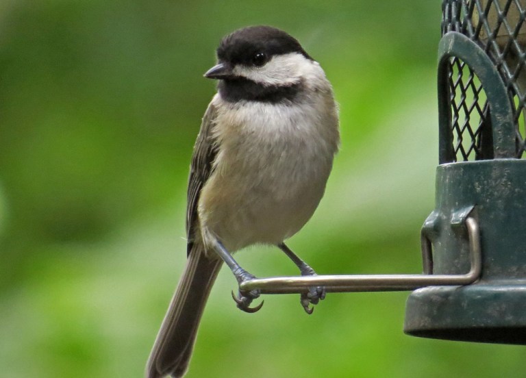 chickadee601