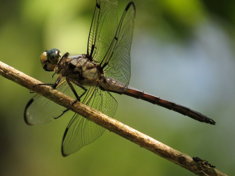 dragonfly