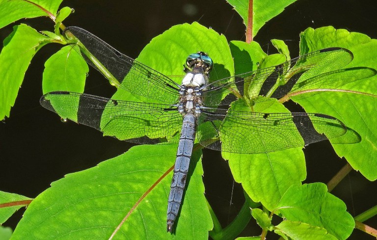 dragonflyd