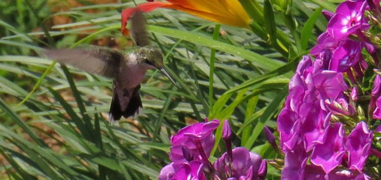 Ruby-throated Hummingbird