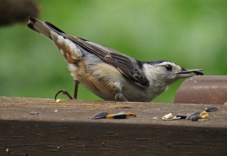 nuthatch603