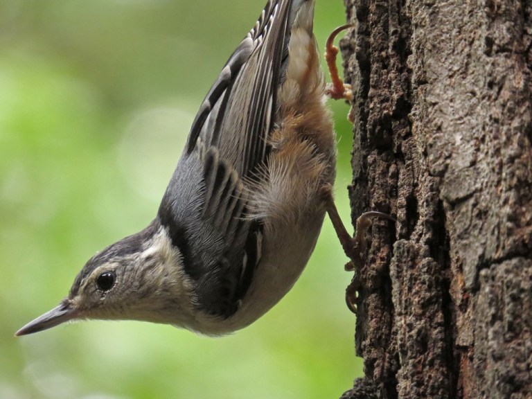 nuthatch603c