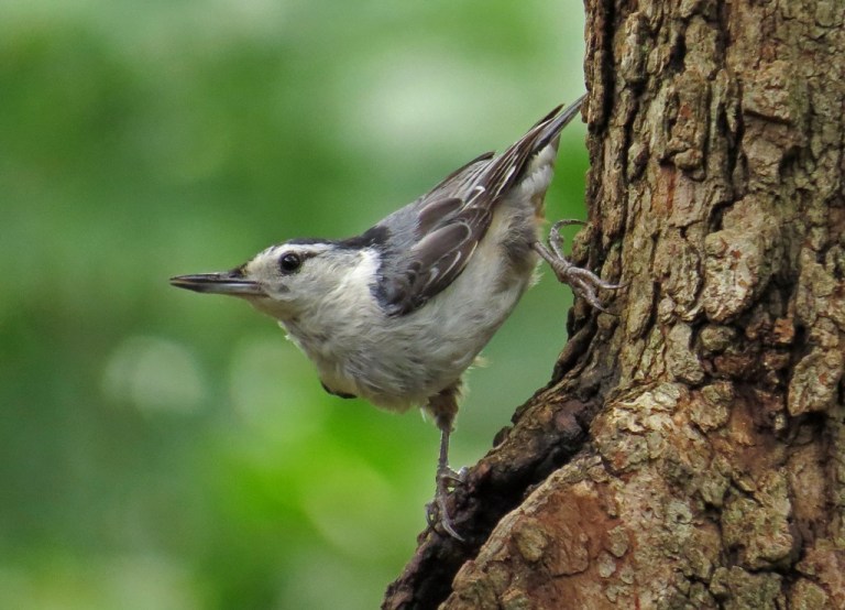 nuthatch603f