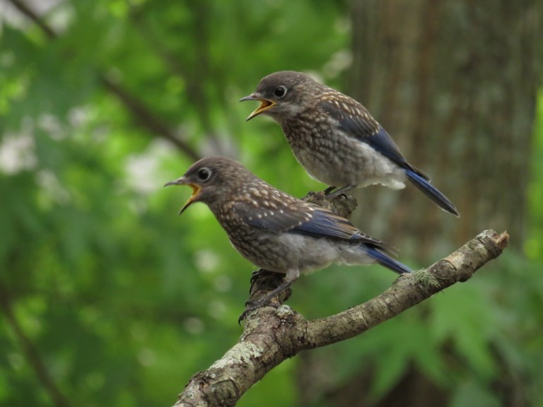 Baby Bluebirds