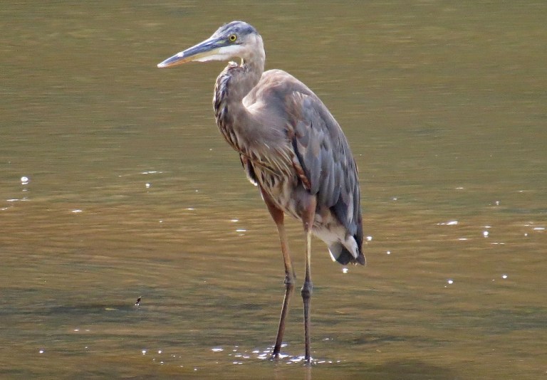 blueheron2