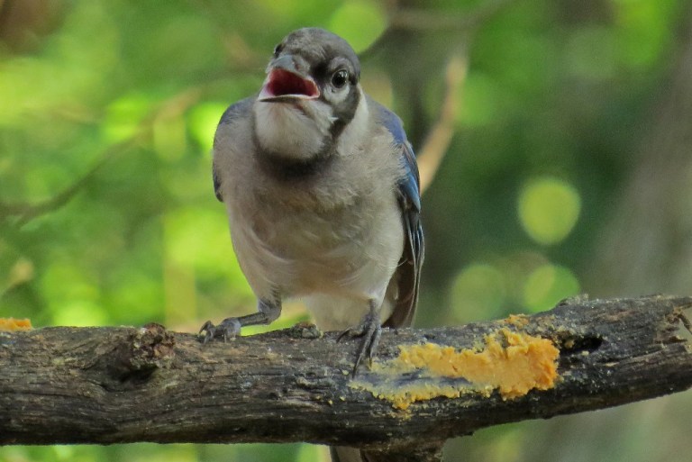 bluejay3
