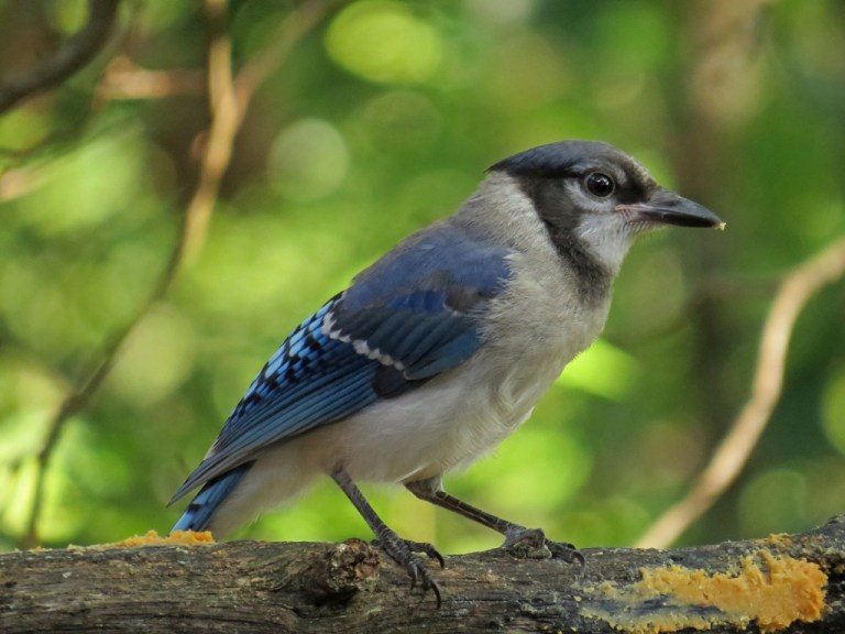 bluejay6