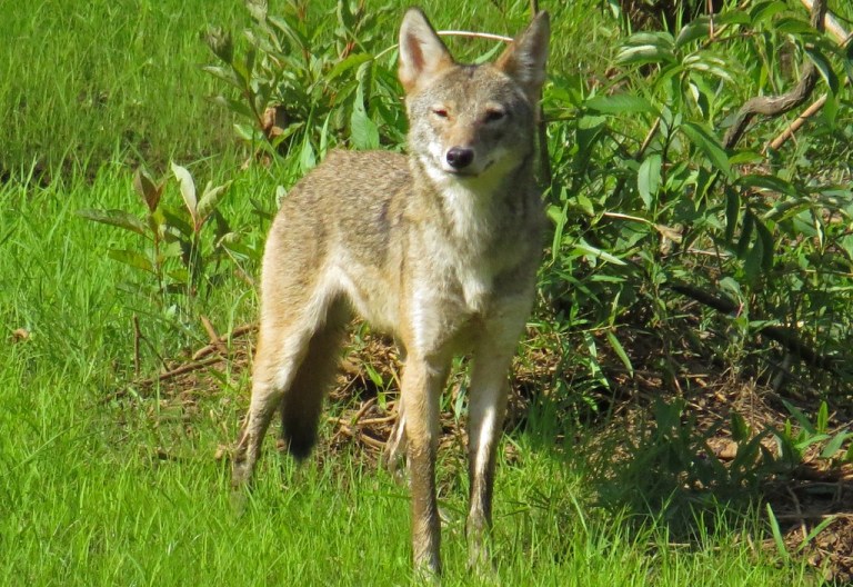 coyote