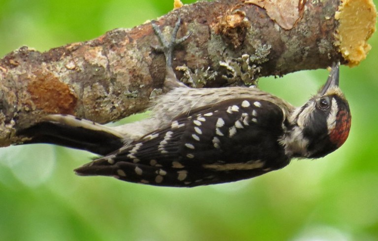 Downy Woodpecker