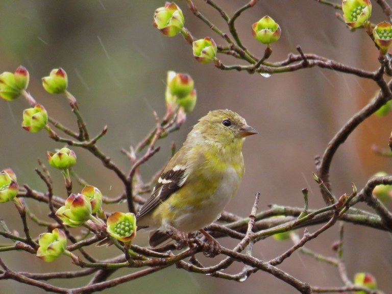 Goldfinch in the early spring