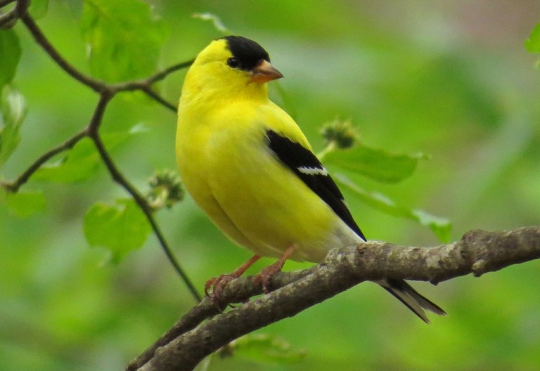 goldfinch703a