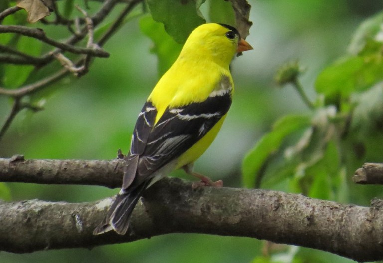 goldfinch703b