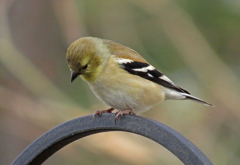 goldfinch703d