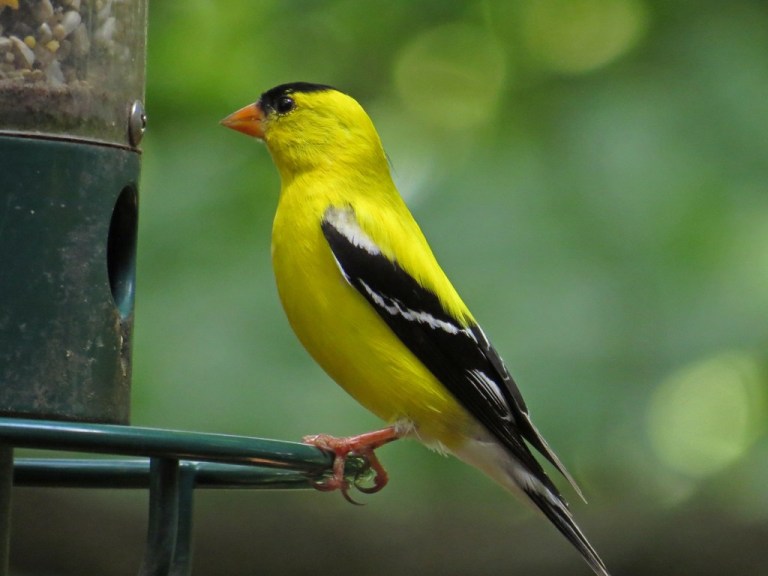 goldfinch703e