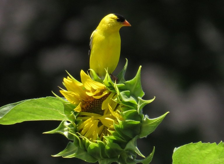 goldfinch703f