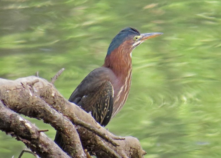 Green Heron at dusk