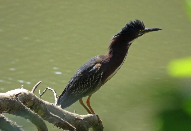 GreenHeron1