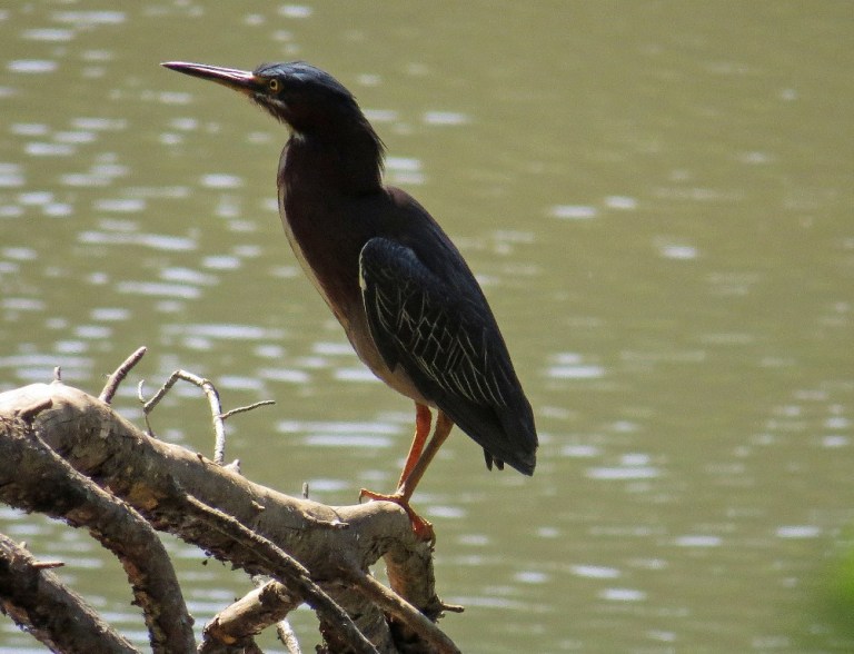 greenheron2