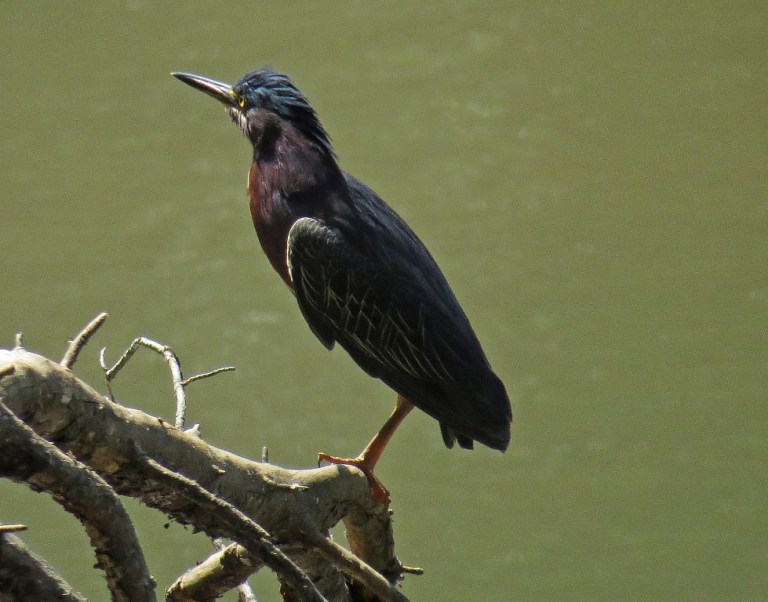 greenheron3