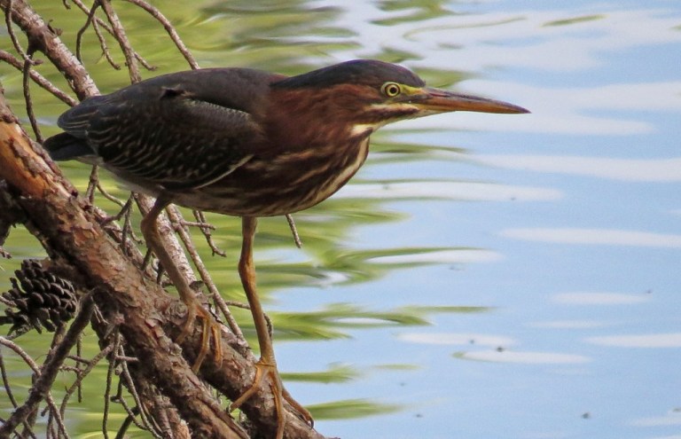 greenheron711b