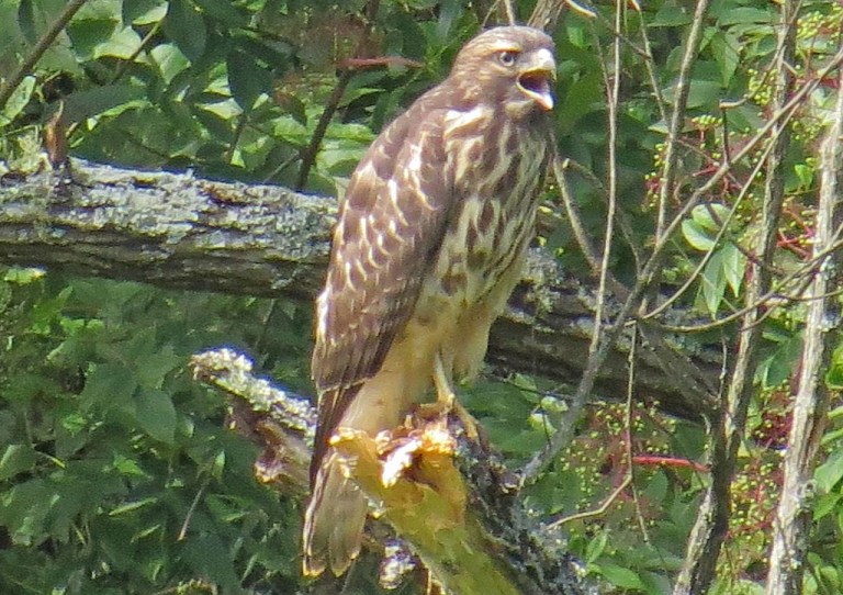 hawk2