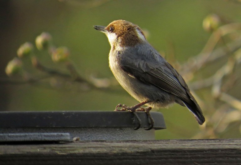 nuthatch1