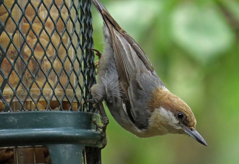 nuthatch2