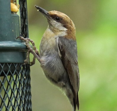 nuthatch6