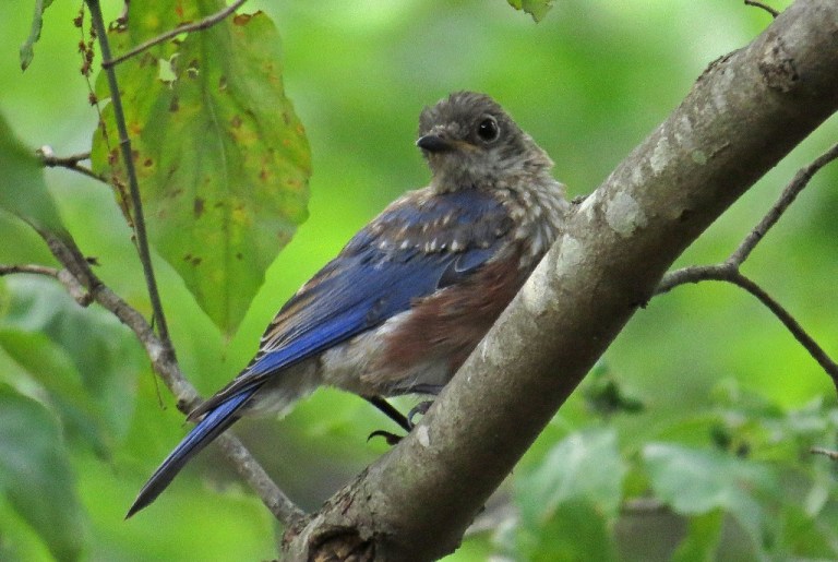 A second brood of bluebirds has arrived.  Love these little guys!