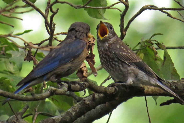 bluebirds