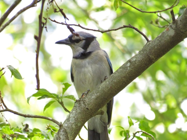 bluejay
