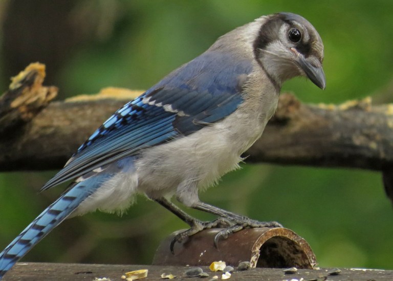 bluejay1