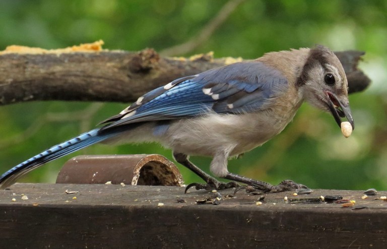 bluejay2