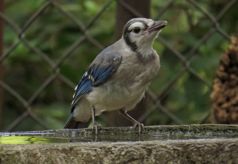 bluejay2
