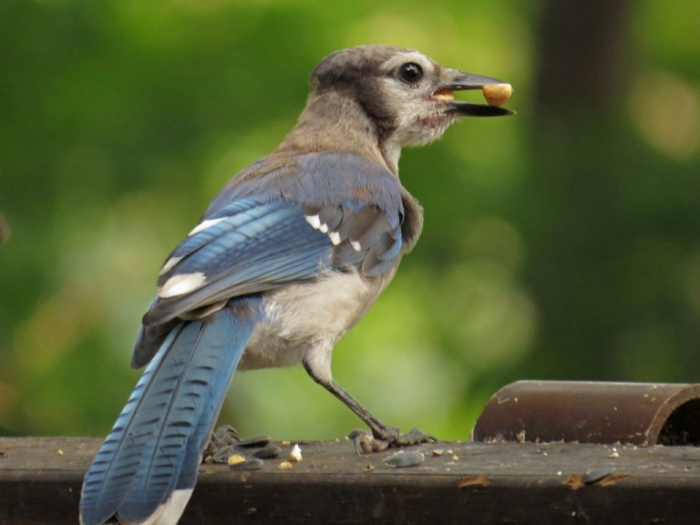 bluejay3