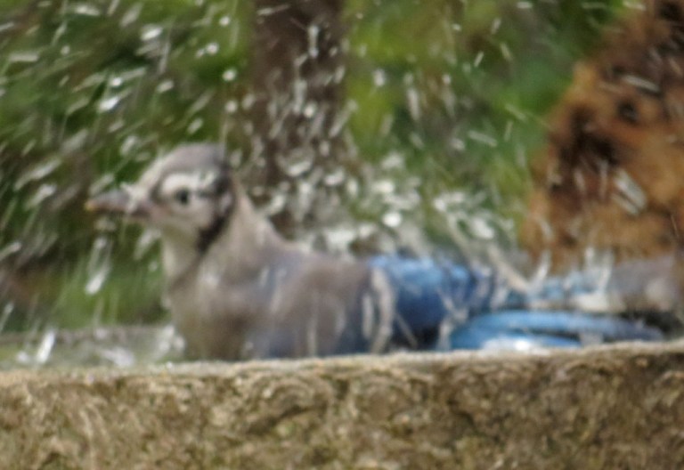 bluejay5