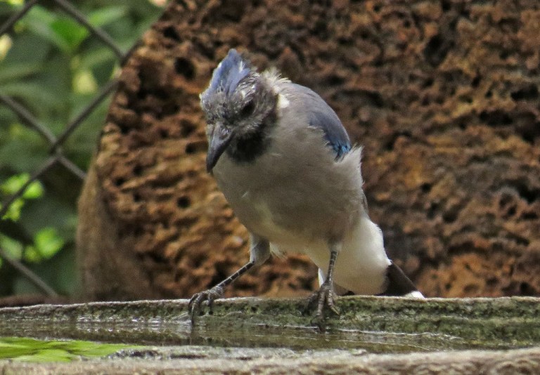 bluejay