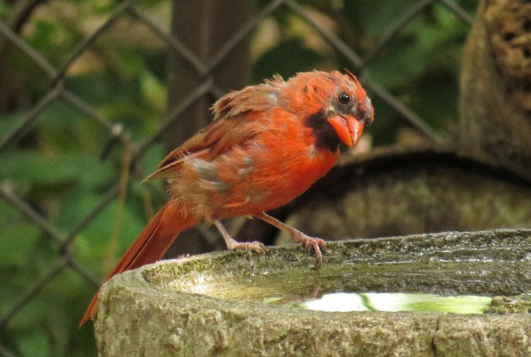 cardinal2
