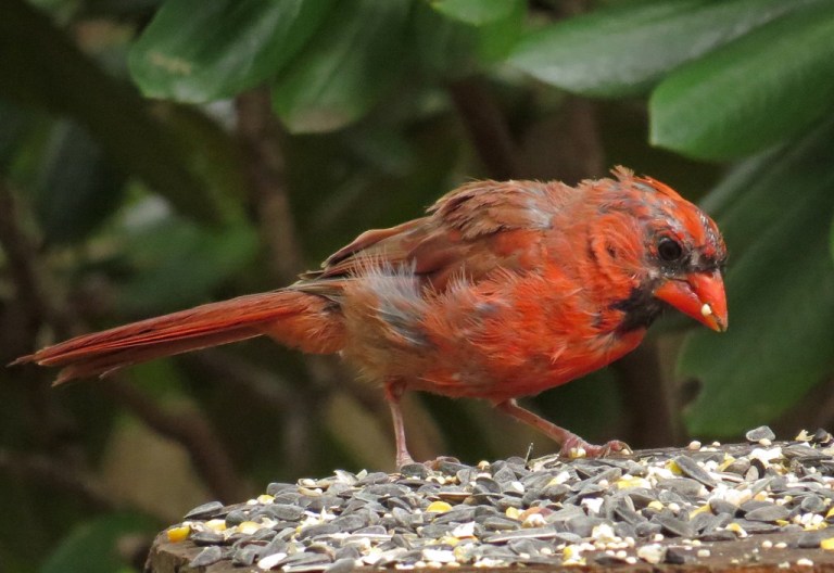 cardinal3