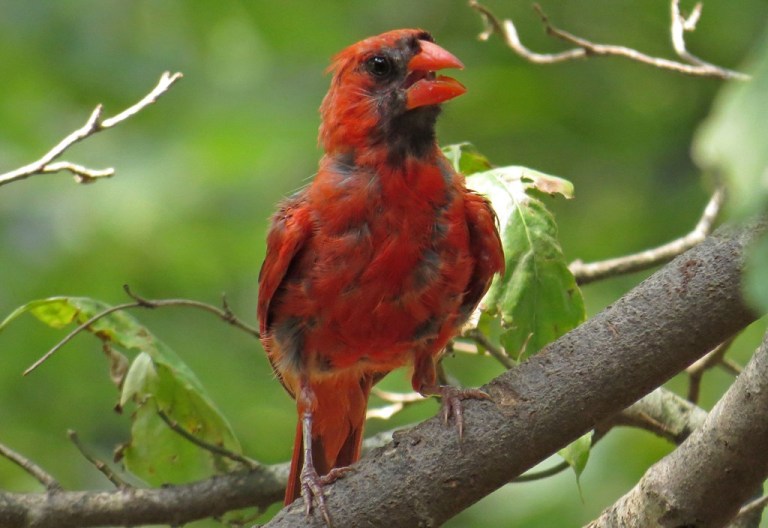 cardinal4