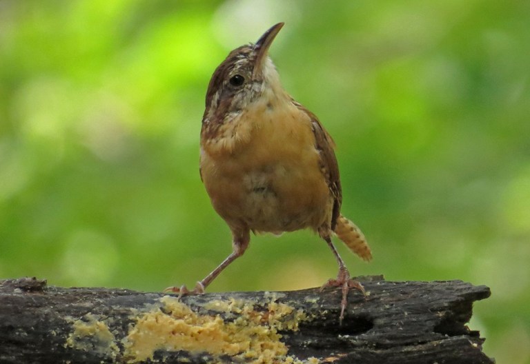 Carolina Wren enjoying some bark butter.