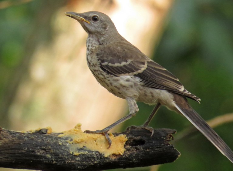 mockingbird1