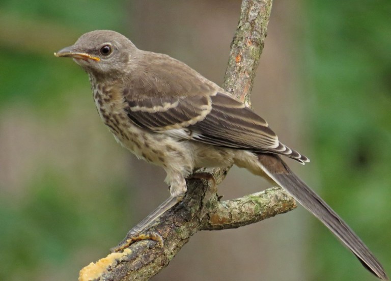 mockingbird2