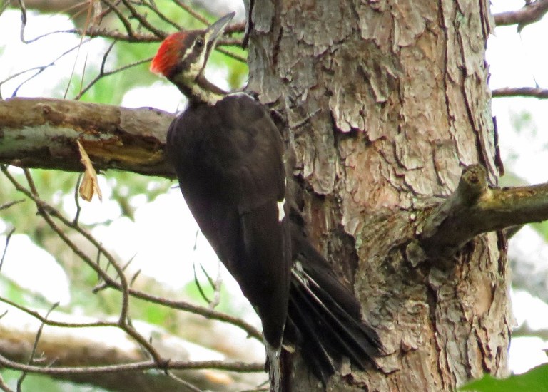 pileated1