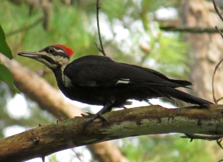pileated6