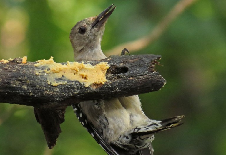 red-bellied